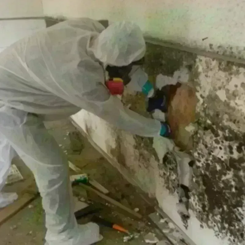 Mold Remediation and Removal in Bear Rocks, PA